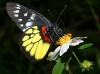 фото Butterfly ScreenSaver Volume 2 1.0