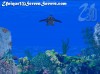3D Sea Turtle Paradise  - Best-soft.ru