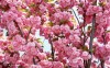 фото Pink Flowers Bloom 1.0