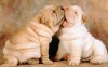 Shar Pei Puppies - Best-soft.ru