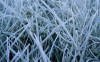 фото Frosted Grass 1.0