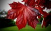 фото Red Maple Leaf 1.0