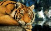 Tiger Painting - Best-soft.ru