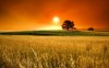 Sunset in the Field - Best-soft.ru
