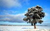 Frozen Tundra - Best-soft.ru