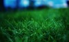 Dark Green Grass - Best-soft.ru