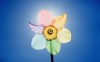 Rainbow Narcissus Poeticus - Best-soft.ru