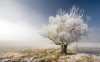 A frosty tree - Best-soft.ru